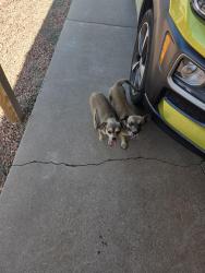Found/Stray Male Dog last seen 63rd ave and Osborn ave , Phoenix, AZ 85033