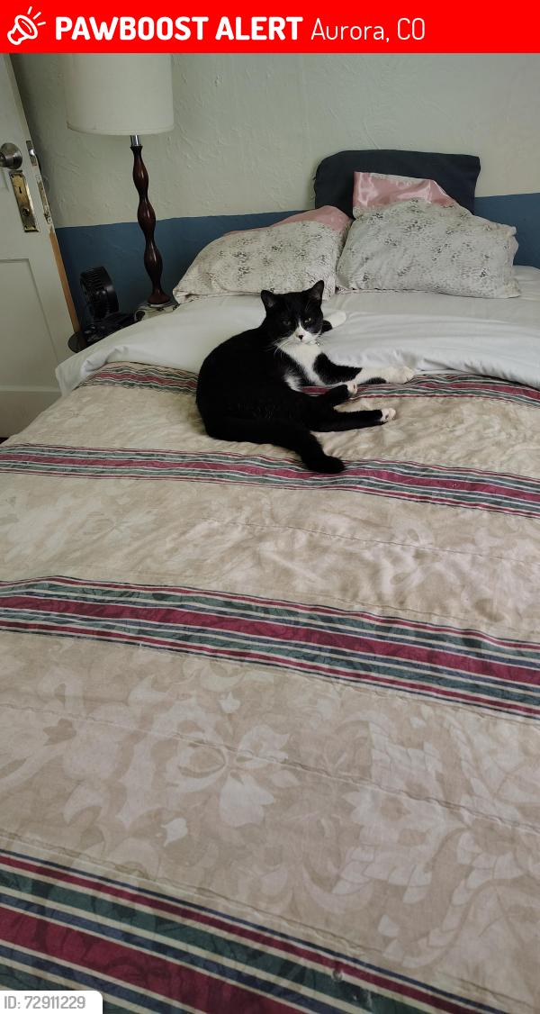 Lost Female Cat last seen Troy...atrás de una iglesia, Aurora, CO 80012