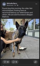 Found/Stray Unknown Dog last seen Blackhawk, Blackhawk, CA 94506