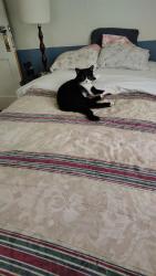 Lost Female Cat last seen Troy...atrás de una iglesia, Aurora, CO 80012