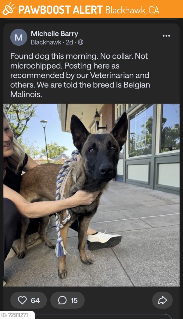 Found/Stray Unknown Dog last seen Blackhawk, Blackhawk, CA 94506