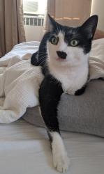 Lost Female Cat last seen Saunders Street between 66th Ave and 67th Ave , Queens, NY 11374