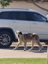 Found/Stray Unknown Dog last seen 64th Ave and Camelback, Glendale, AZ 85301