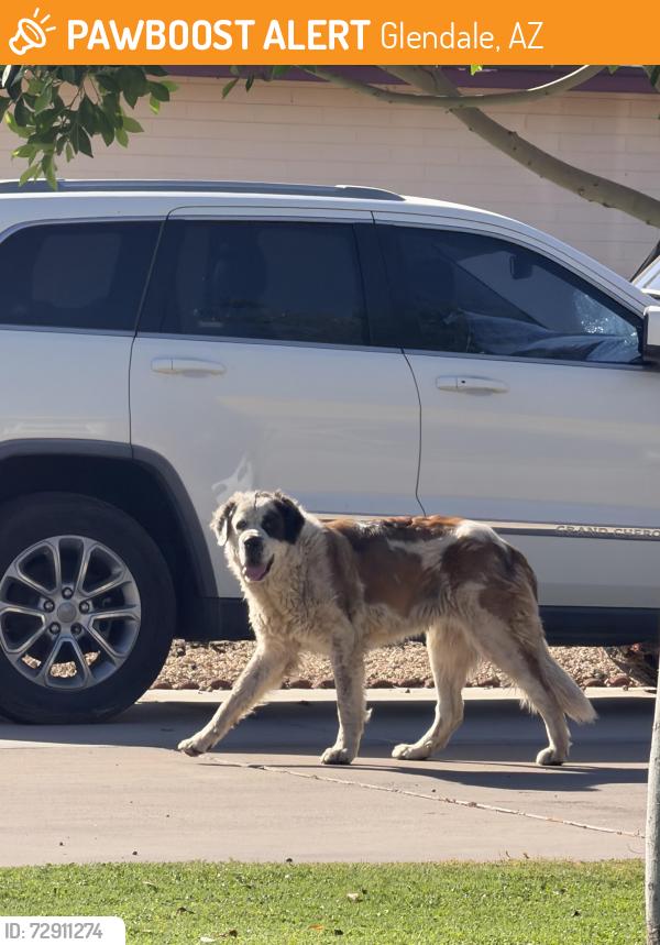 Found/Stray Unknown Dog last seen 64th Ave and Camelback, Glendale, AZ 85301