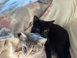 Found/Stray Female Cat last seen Between 15th and 14th it’s on Ohio ave, Palm Harbor, FL 34683