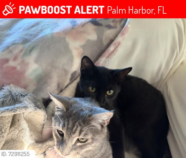 Found/Stray Female Cat last seen Between 15th and 14th it’s on Ohio ave, Palm Harbor, FL 34683