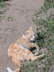 Found/Stray Male Cat last seen That trail behind the hses off of Stetson Hill and Marksheffel , Colorado Springs, CO 80923