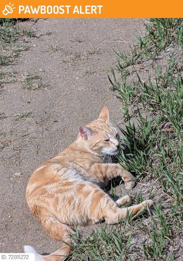Found/Stray Male Cat last seen That trail behind the hses off of Stetson Hill and Marksheffel , Colorado Springs, CO 80923