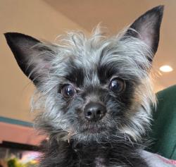 Shelter Stray Male Dog last seen , 22415 Groesbeck Hwy, Warren, MI 48089, USA