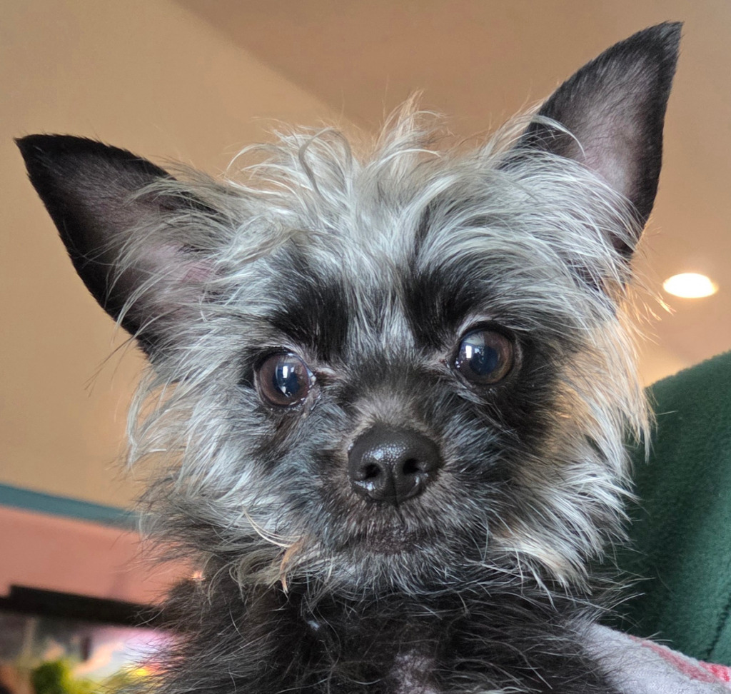 Shelter Stray Male Dog last seen , 22415 Groesbeck Hwy, Warren, MI 48089, USA