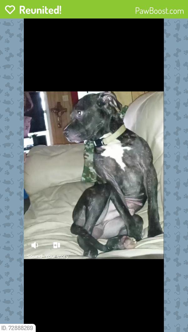 Reunited Male Dog last seen Smith Street ,Orileys,Heritage Museum , Brazoria, TX 77422