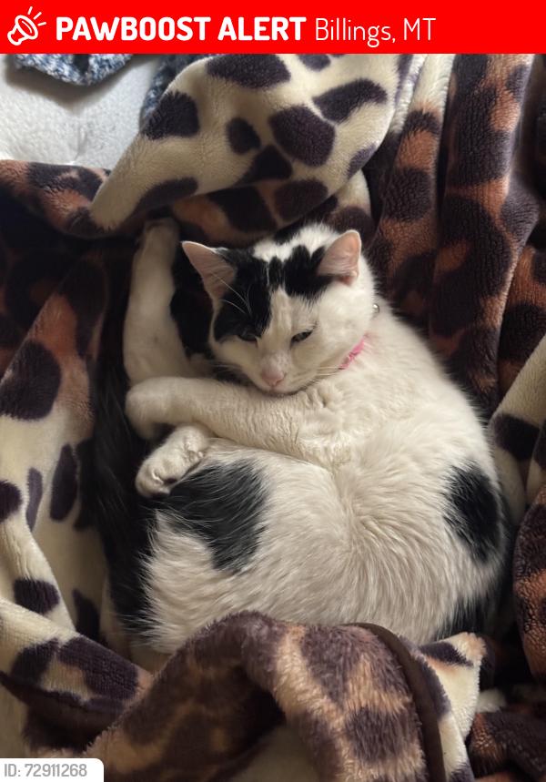 Lost Female Cat last seen Garfield elementary , Billings, MT 59101