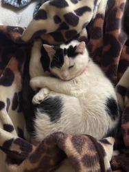 Lost Female Cat last seen Garfield elementary , Billings, MT 59101