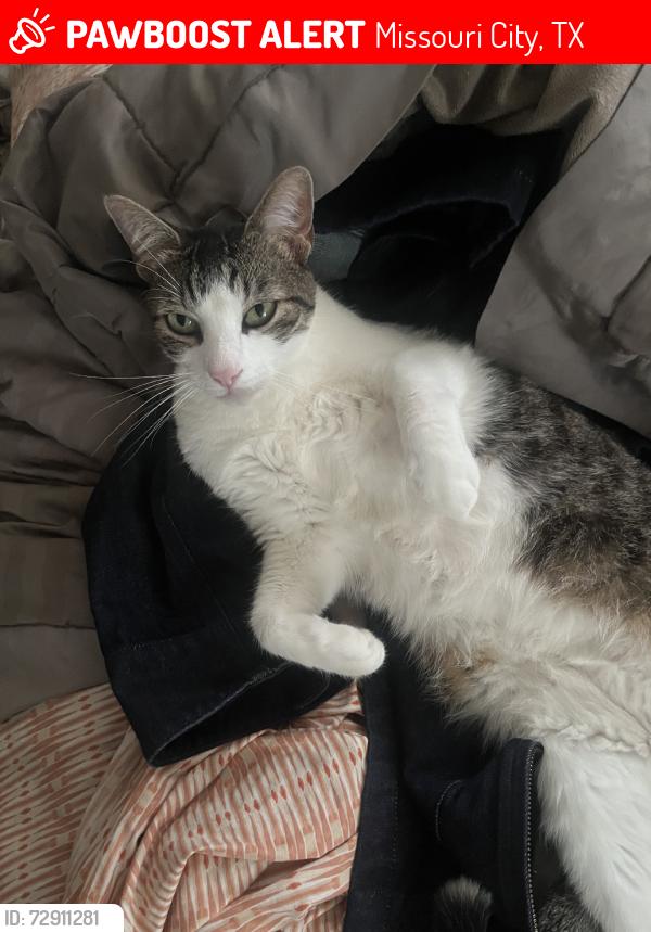 Lost Male Cat last seen Cartwright Rd, Missouri City, TX 77459