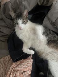 Lost Male Cat last seen Cartwright Rd, Missouri City, TX 77459