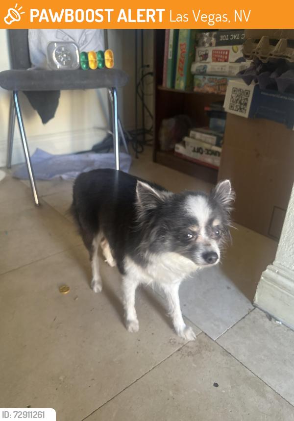 Found/Stray Female Dog last seen W Charleston blvd , Las Vegas, NV 89146