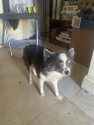 Found/Stray Female Dog last seen W Charleston blvd , Las Vegas, NV 89146