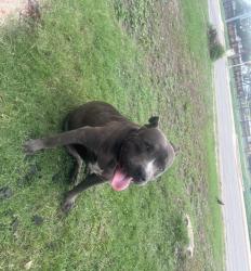 Found/Stray Male Dog last seen Burbank High School , San Antonio, TX 78204