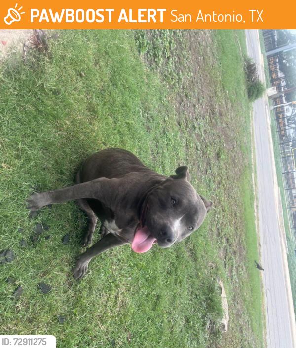 Found/Stray Male Dog last seen Burbank High School , San Antonio, TX 78204