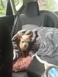 Found/Stray Female Dog last seen Amherst rd and Kirksey rd, Morganton, NC 28655