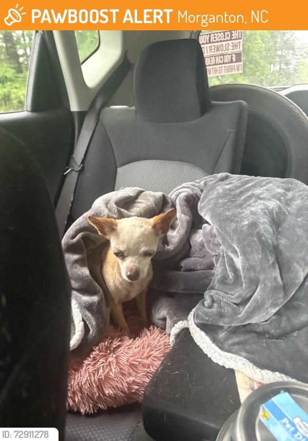 Found/Stray Female Dog last seen Amherst rd and Kirksey rd, Morganton, NC 28655