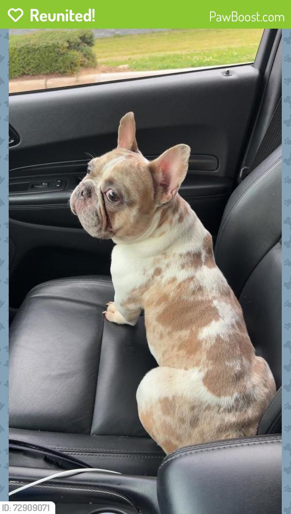 Reunited Male Dog last seen Timberwilde dr and lazy lane , Spring, TX 77389