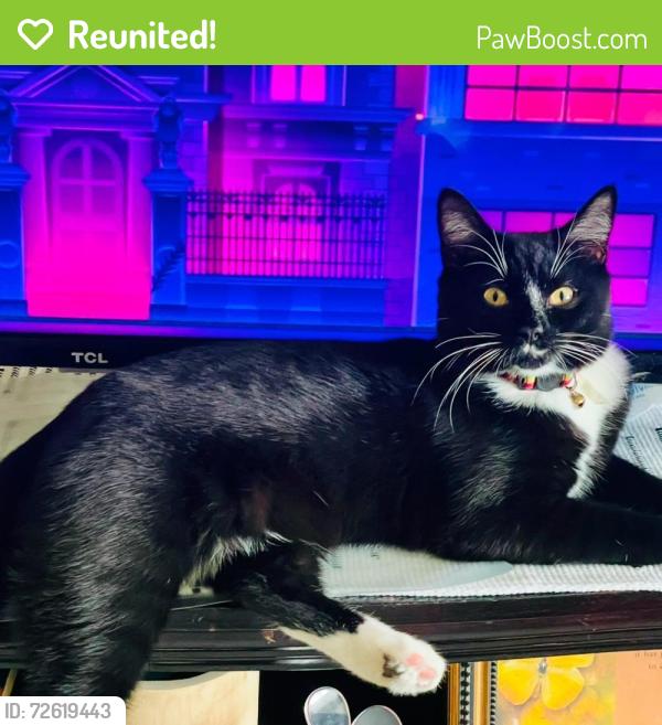 Reunited Male Cat last seen Camelot s , Tuckahoe, VA 23229