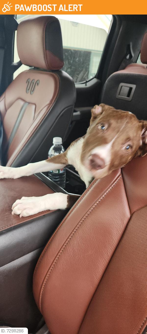 Found/Stray Male Dog last seen N. Rockwell and Covell Edmond OK, Oklahoma County, OK 73012