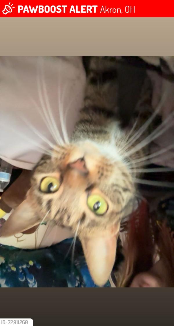 Lost Female Cat last seen E State St, Akron, OH 44319