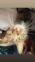Lost Female Cat last seen E State St, Akron, OH 44319