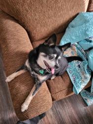 Lost Male Dog last seen 70th street, Peabody, KS 66866