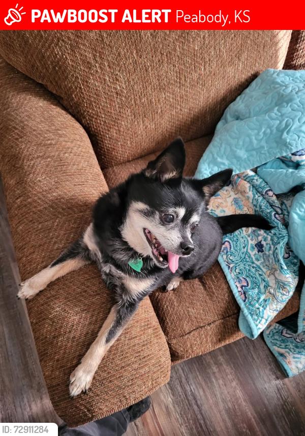 Lost Male Dog last seen 70th street, Peabody, KS 66866