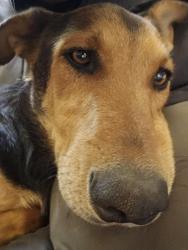 Reunited Male Dog last seen Hughes and Ming Ave, Bakersfield, CA 93304
