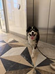 Found/Stray Unknown Dog last seen Victoria sur le Parc , Montréal, QC H3C 1A1