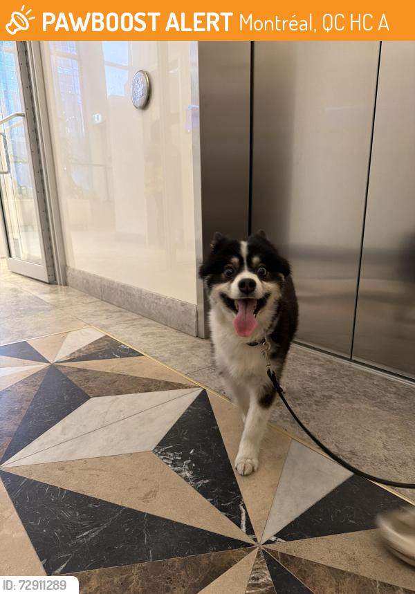 Found/Stray Unknown Dog last seen Victoria sur le Parc , Montréal, QC H3C 1A1