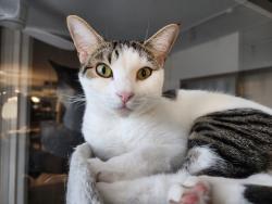 Lost Female Cat last seen Huntington Lakes, Delray Beach, Delray Beach, FL 33446