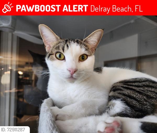 Lost Female Cat last seen Huntington Lakes, Delray Beach, Delray Beach, FL 33446