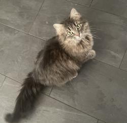 Lost Female Cat last seen Rockwood Blvd, and near Perry Street, Spokane, WA 99203