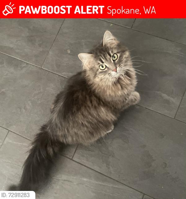 Lost Female Cat last seen Rockwood Blvd, and near Perry Street, Spokane, WA 99203