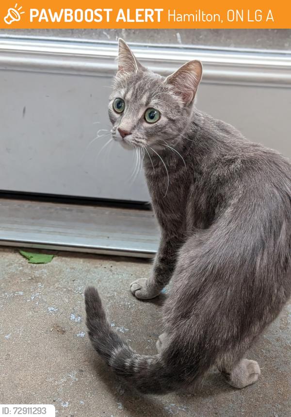 Found/Stray Female Cat last seen Potruff , Hamilton, ON L8G 1A3