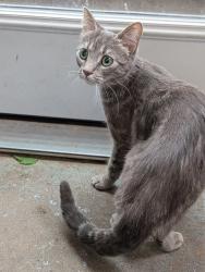 Found/Stray Female Cat last seen Potruff , Hamilton, ON L8G 1A3
