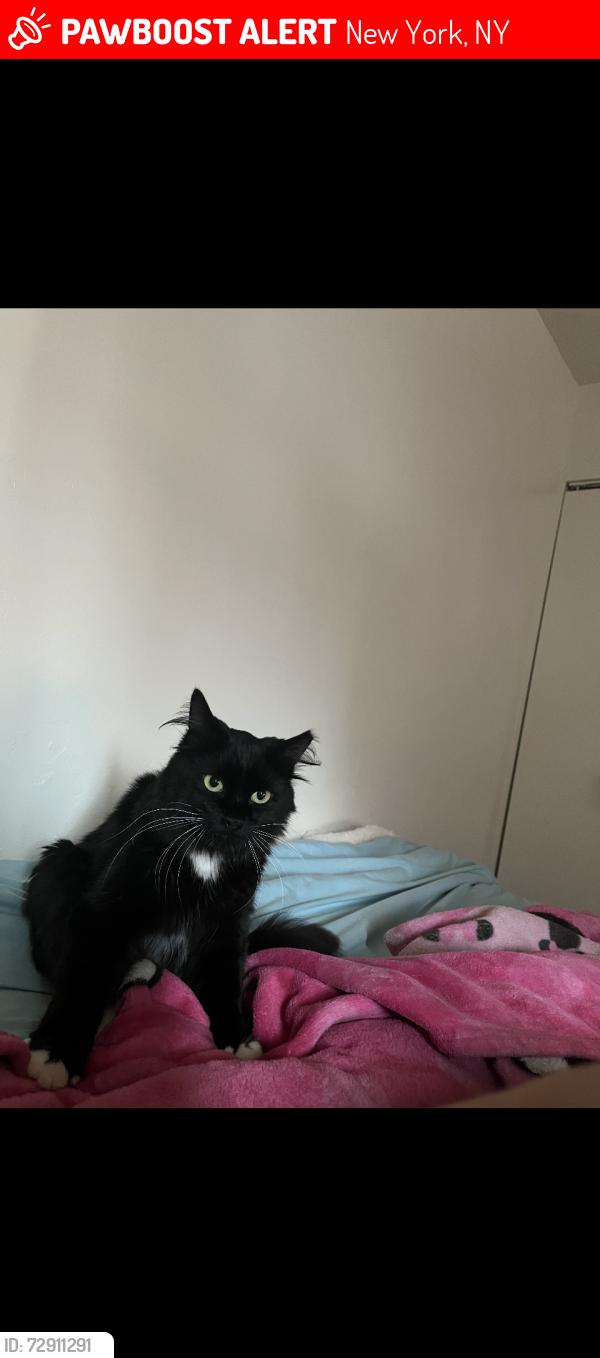 Lost Male Cat last seen Jefferson and madison, New York, NY 10010