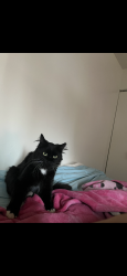 Lost Male Cat last seen Jefferson and madison, New York, NY 10010
