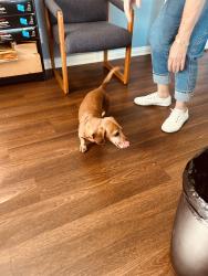 Reunited Unknown Dog last seen Talbert Ave and Beach Blvd, Huntington Beach, CA 92648