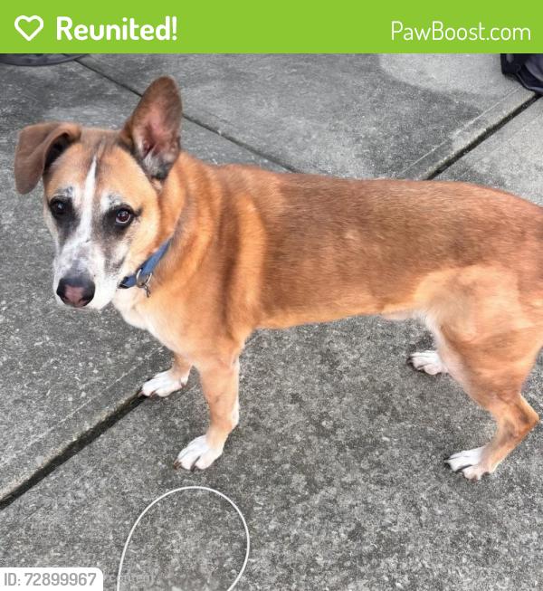 Reunited Male Dog last seen Eagle Crossing subdivision West of 56th & Raceway, Indianapolis, IN 46234