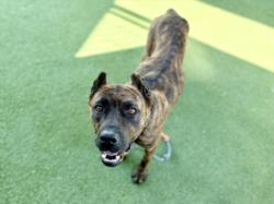 Shelter Stray Female Dog last seen , Los Angeles, CA 90025