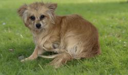 Shelter Stray Male Dog last seen , Lake Los Angeles, CA 93550