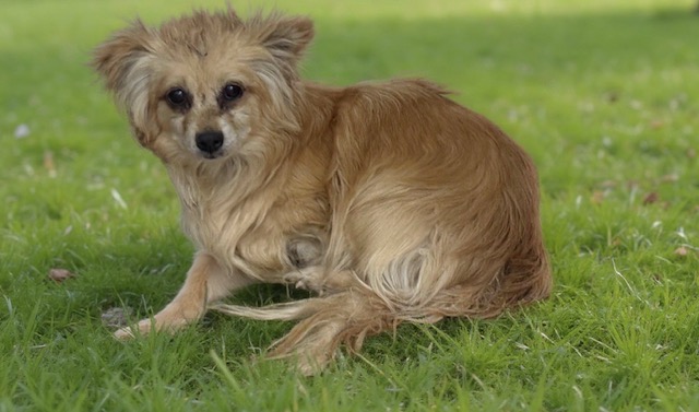 Shelter Stray Male Dog last seen , Lake Los Angeles, CA 93550