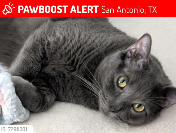 Lost Male Cat last seen Silos ranch, San Antonio, TX 78252