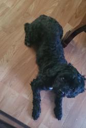 Reunited Male Dog last seen Millicent ct & ridge rd , South Elgin, IL 60177